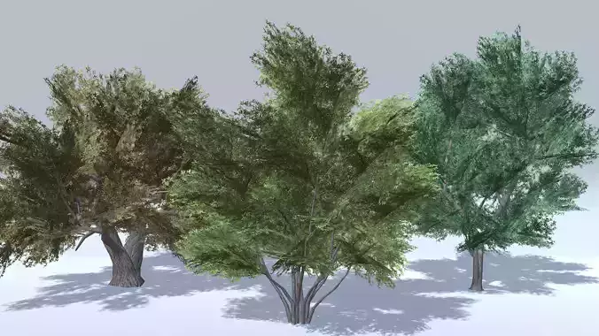 Prosopis Trees - Mobile Low-poly 3D model