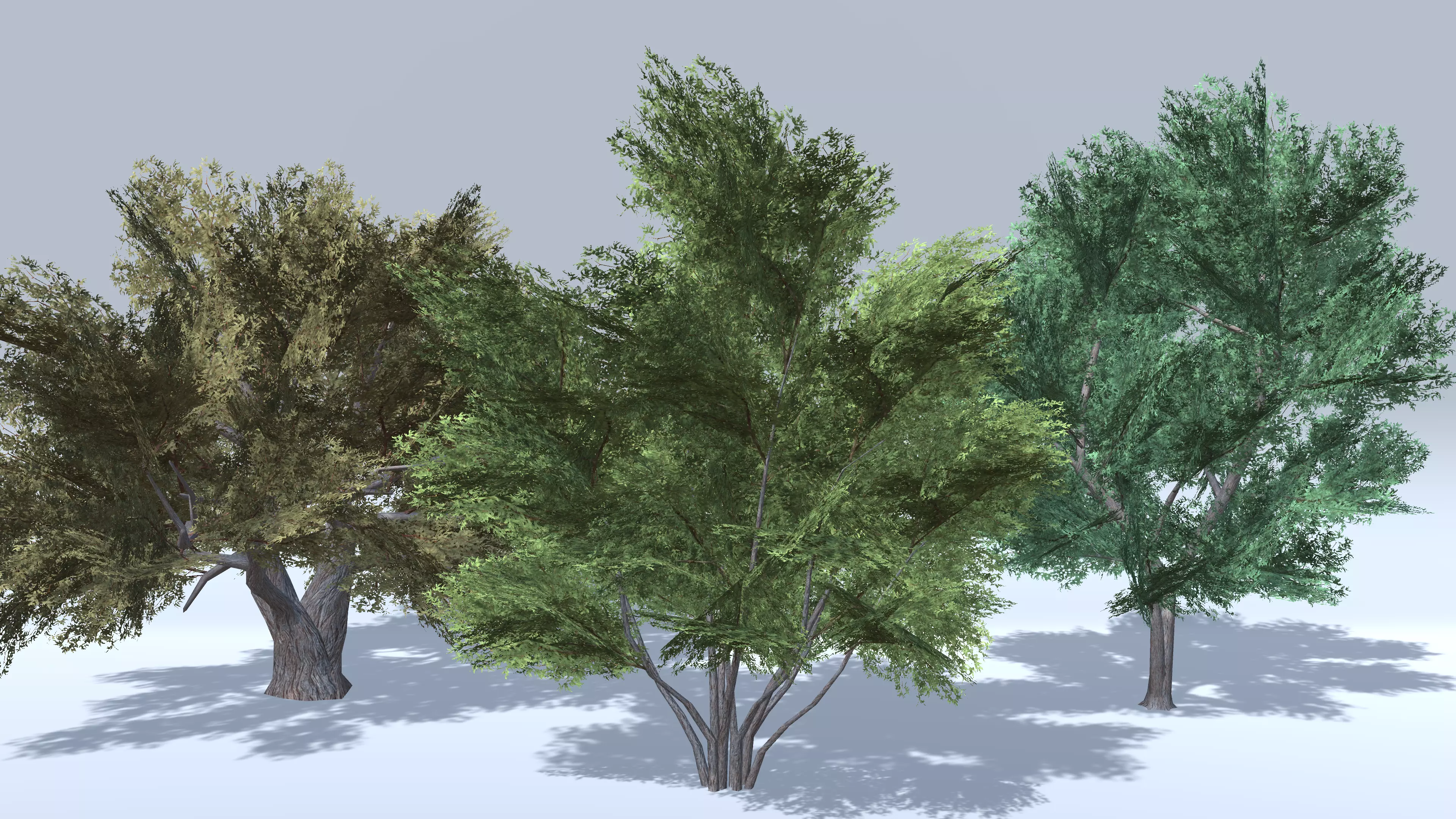 Prosopis Trees - Mobile Low-poly 3D model_0