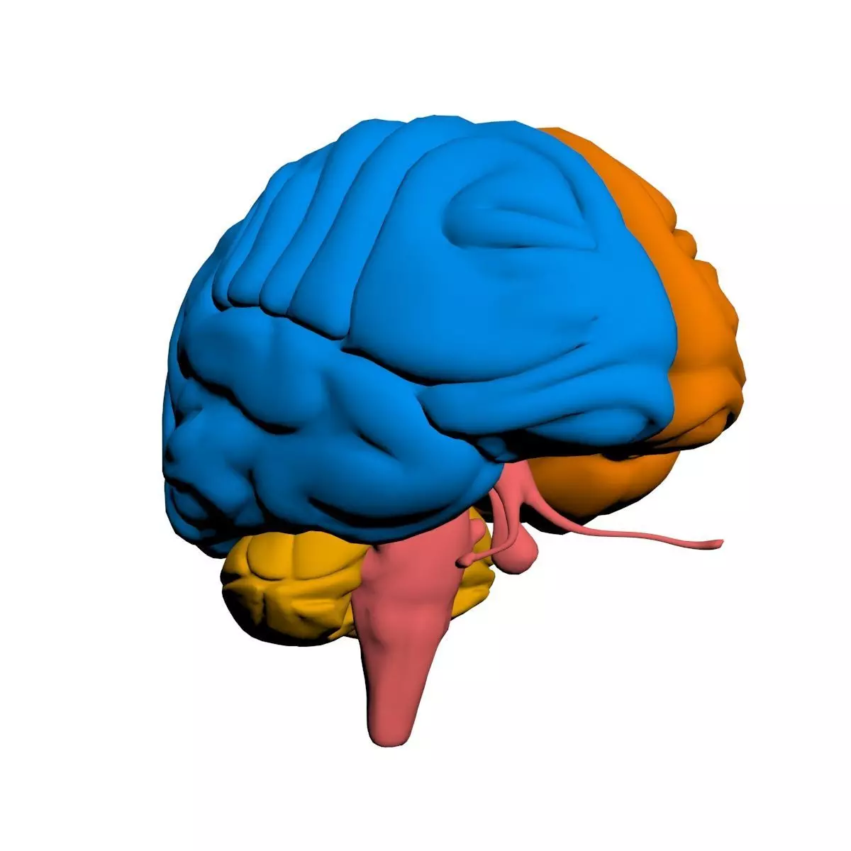 Human Brain 3D model