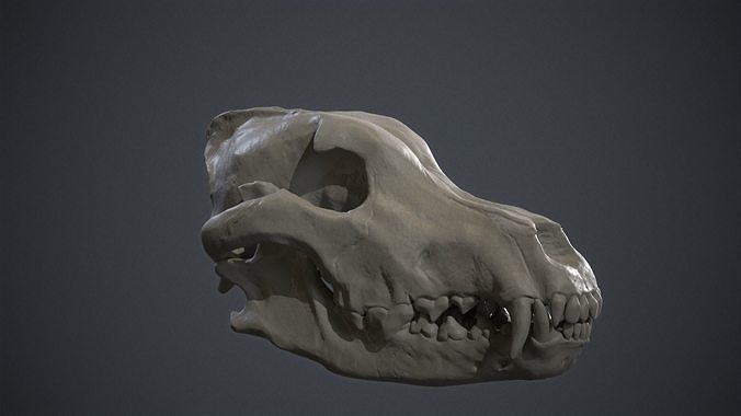 Siberian Grey Wolf Skull 3D print model