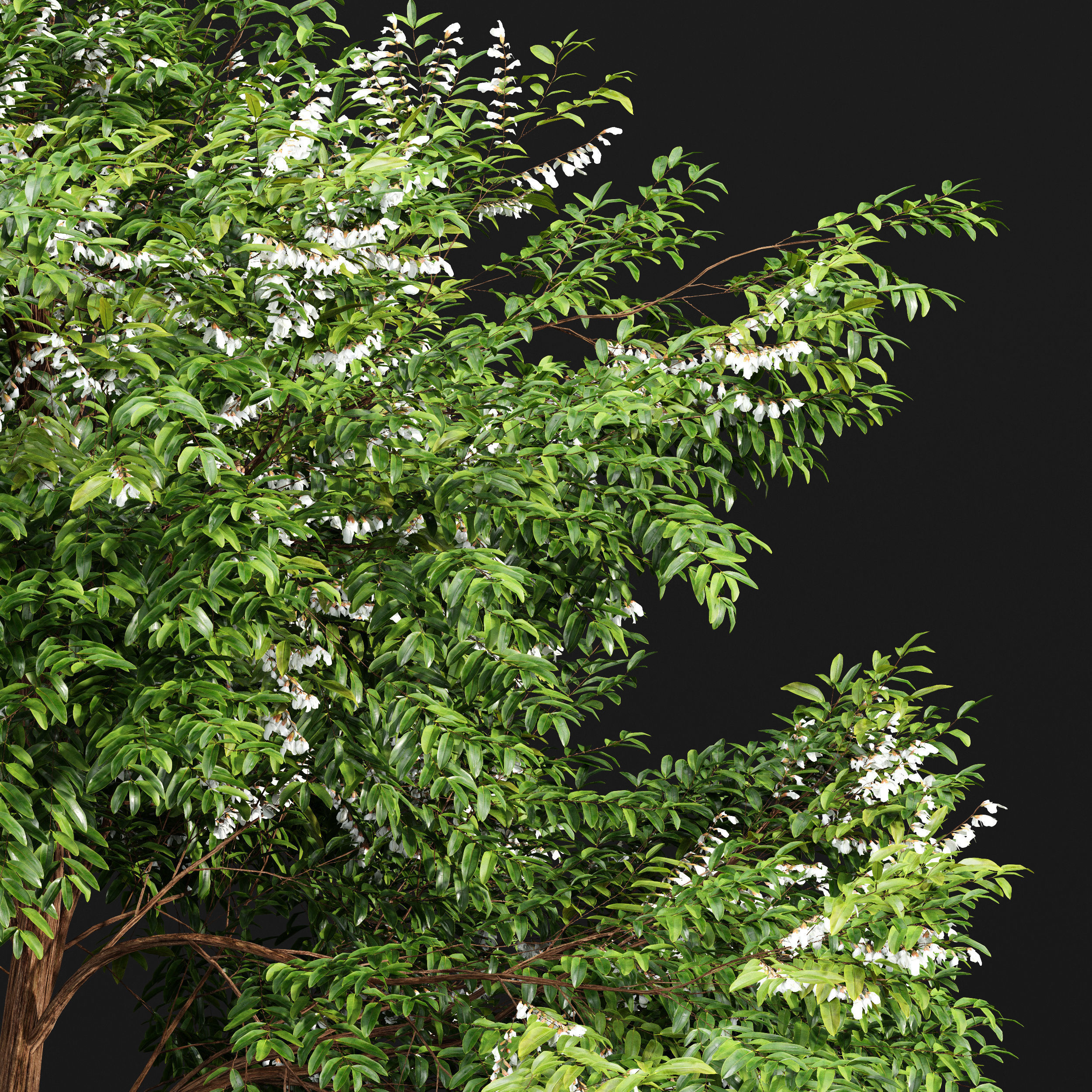 Black locust blossom 2 trees 3D model_1