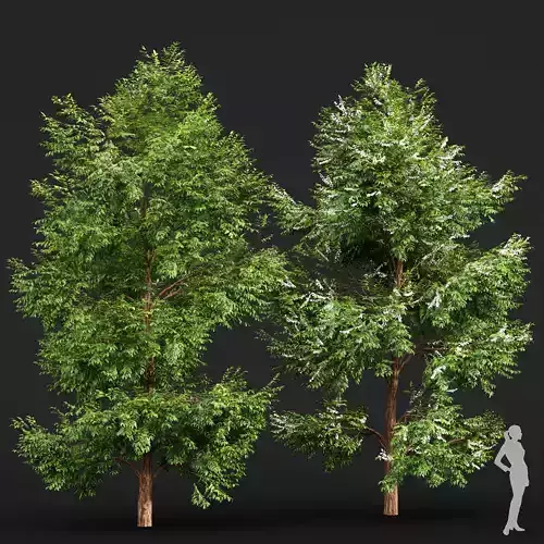Black locust blossom 2 trees 3D model