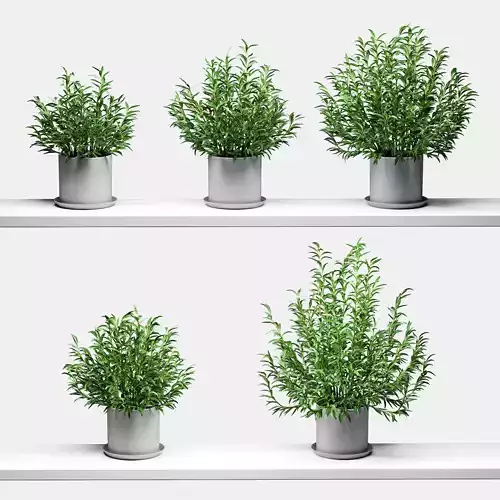 Rosemary in pots on the shelves - 5 models 3D model