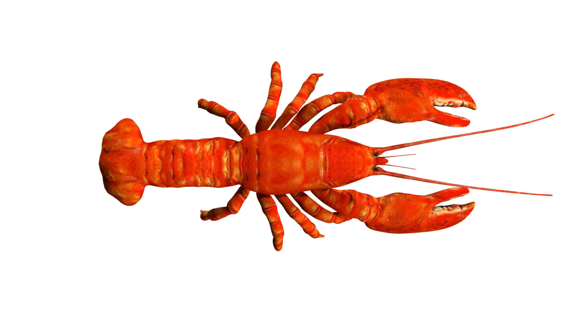 Lobstet lobster Low-poly 3D model_1