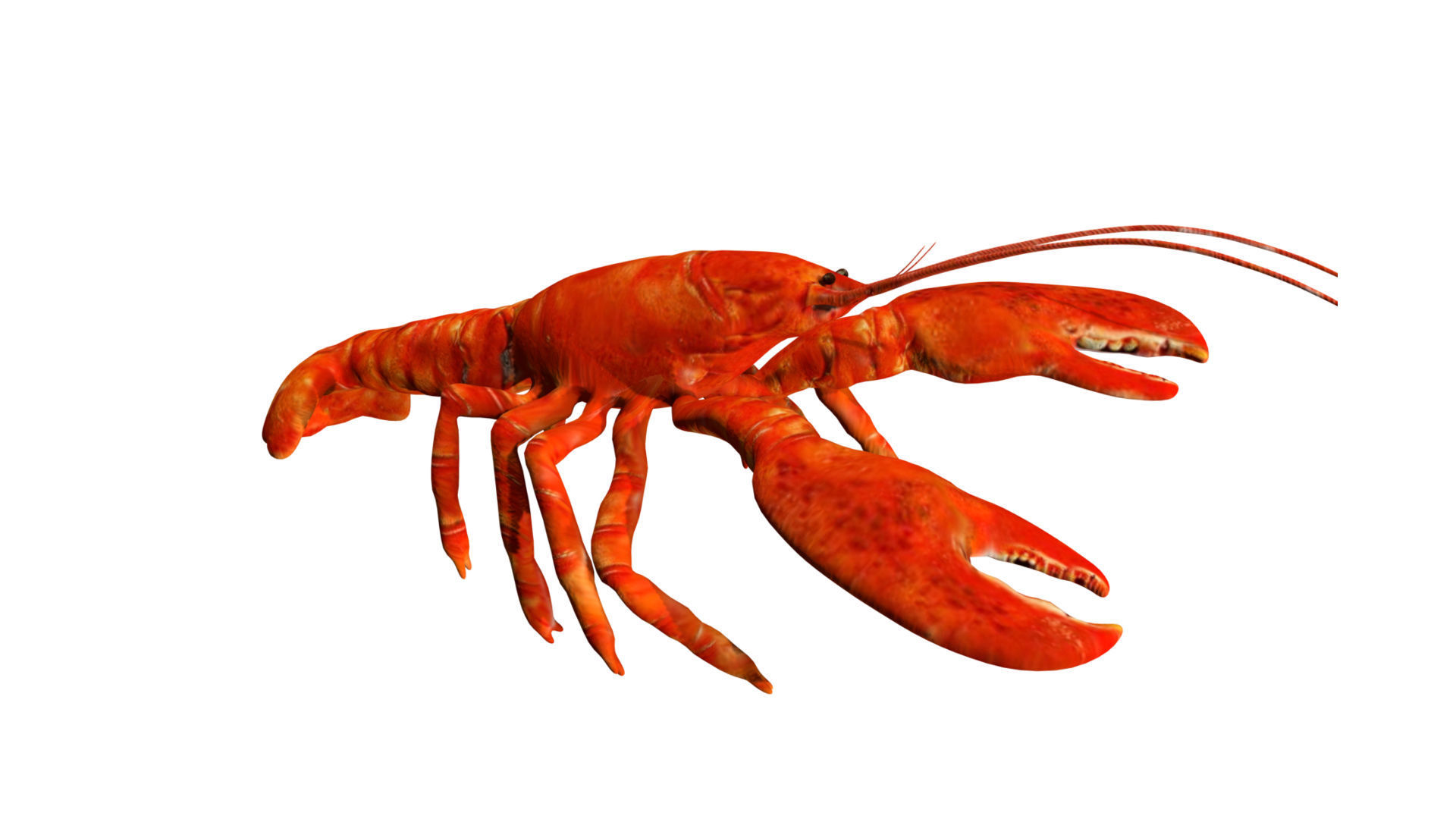 Lobstet lobster Low-poly 3D model_4
