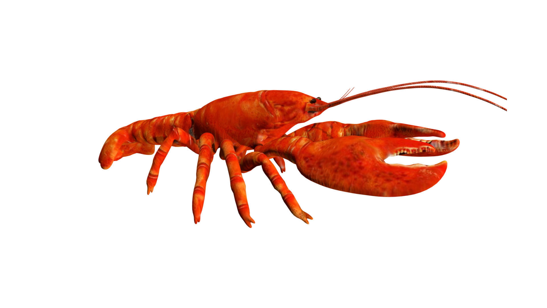 Lobstet lobster Low-poly 3D model_3