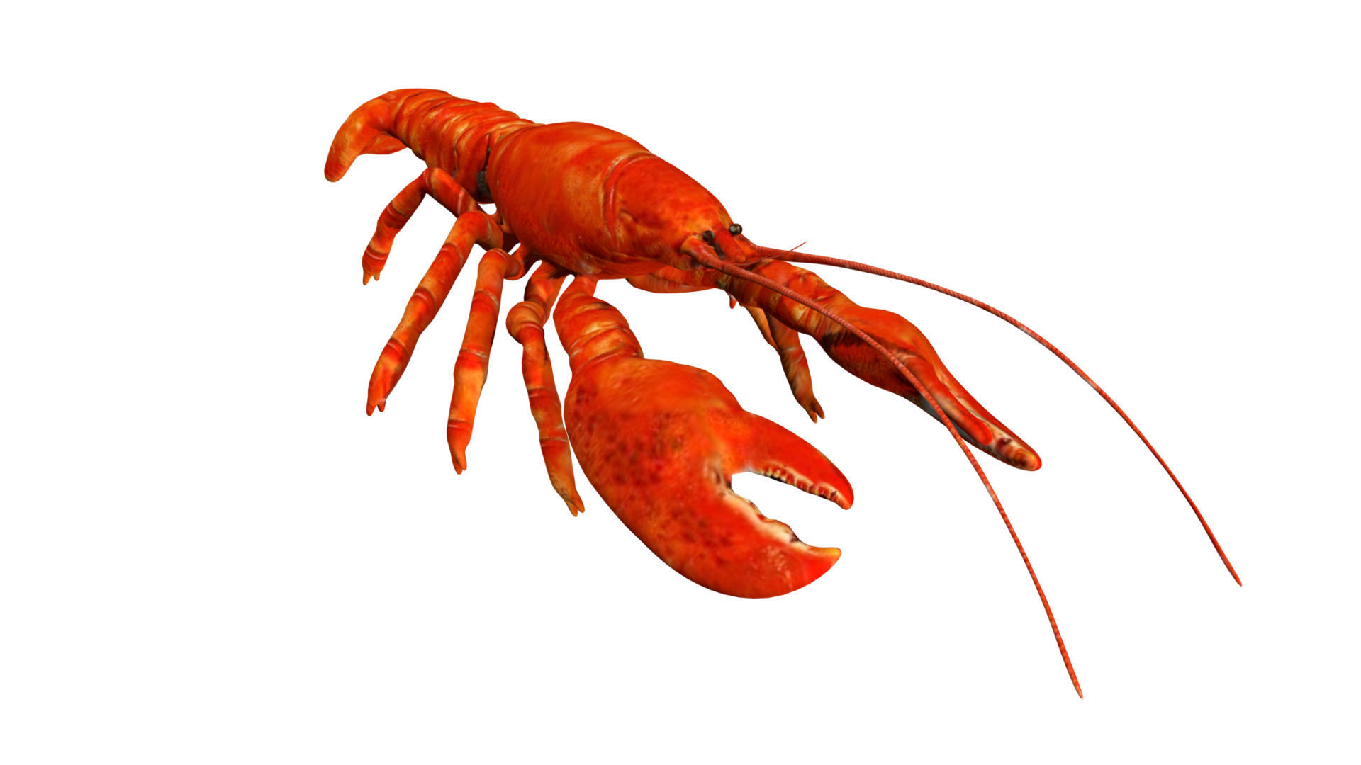 Lobstet lobster Low-poly 3D model_5