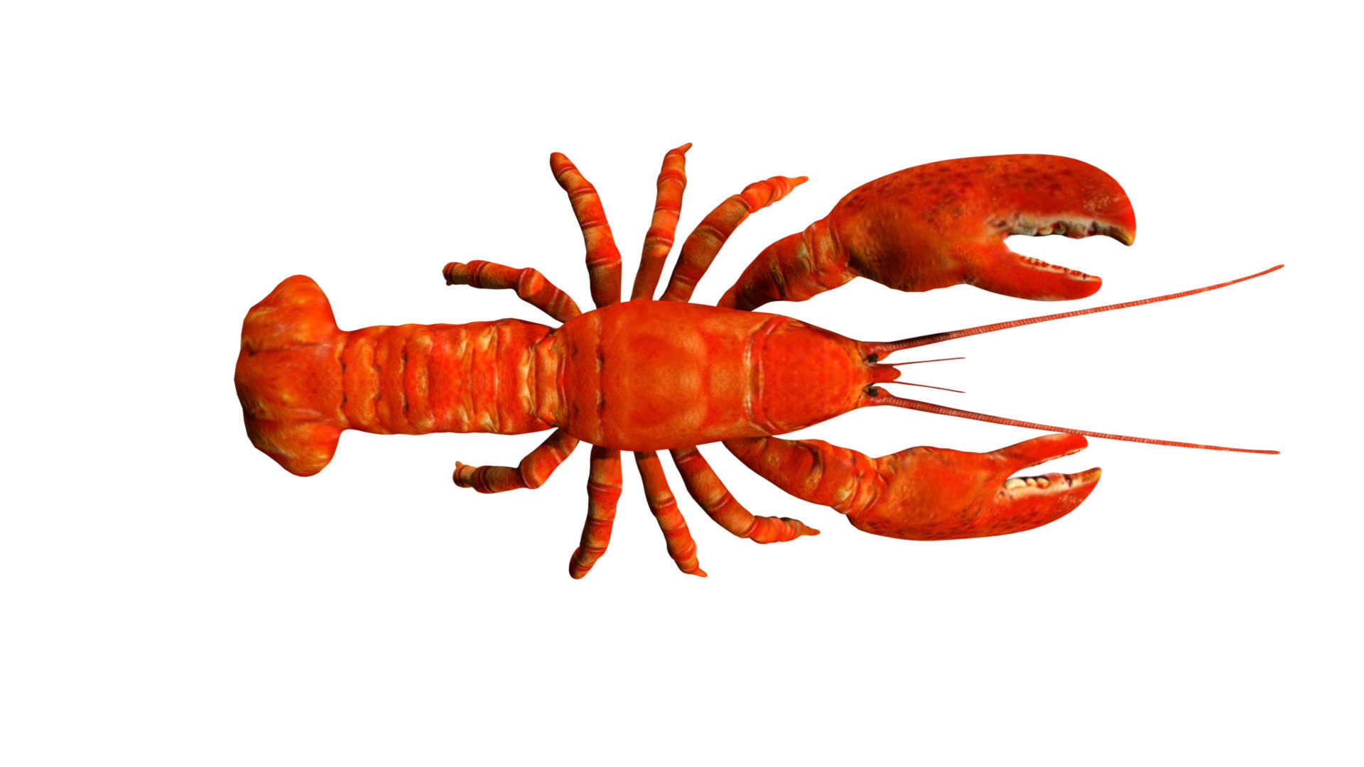 Lobstet lobster Low-poly 3D model_2
