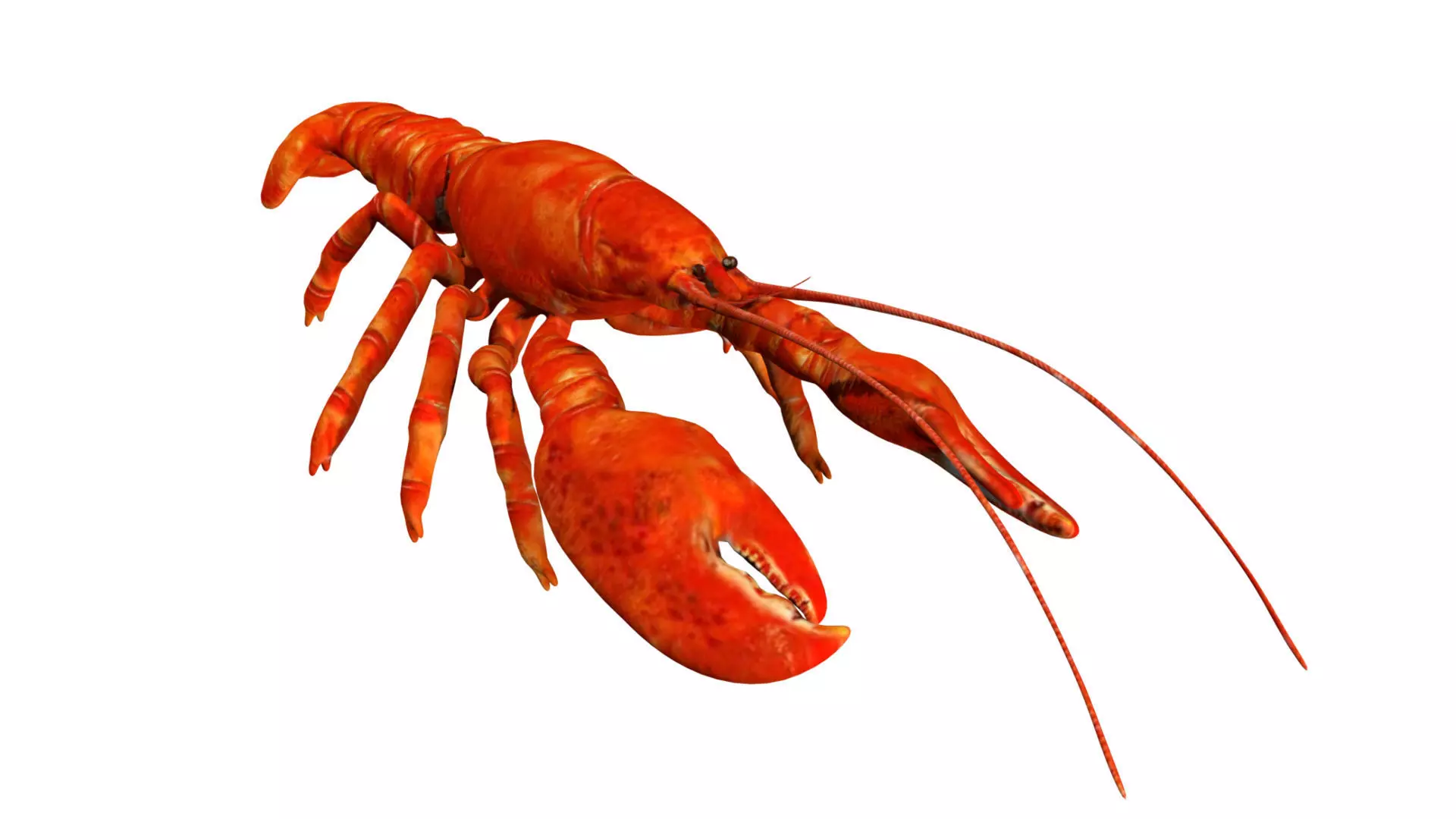 Lobstet lobster Low-poly 3D model_0