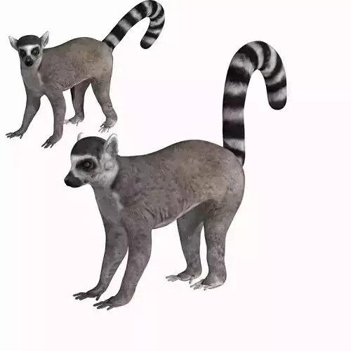 Lemur ring tailed