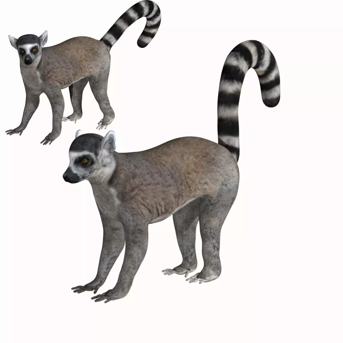 Lemur ring tailed Low-poly 3D model_0