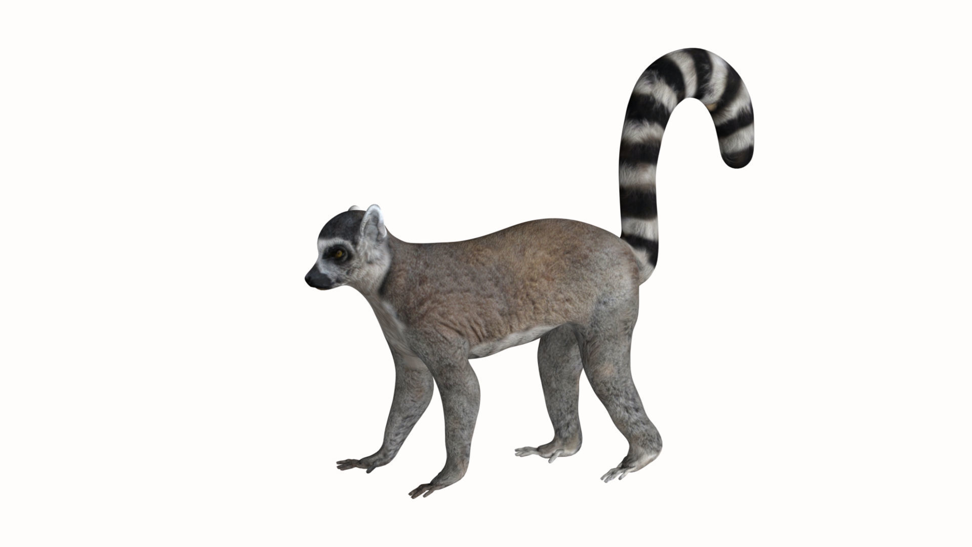 Lemur ring tailed Low-poly 3D model_3