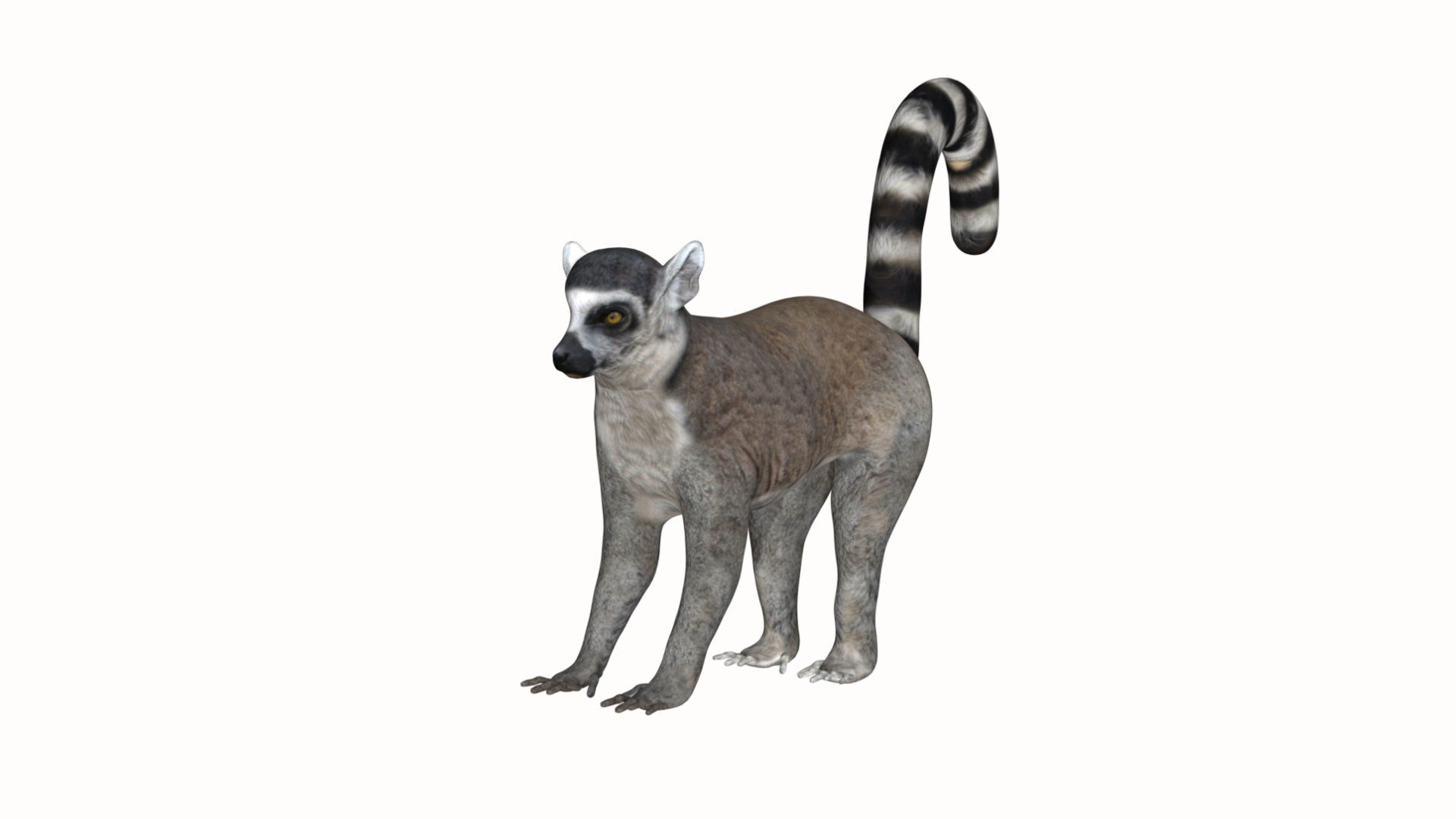 Lemur ring tailed Low-poly 3D model_5