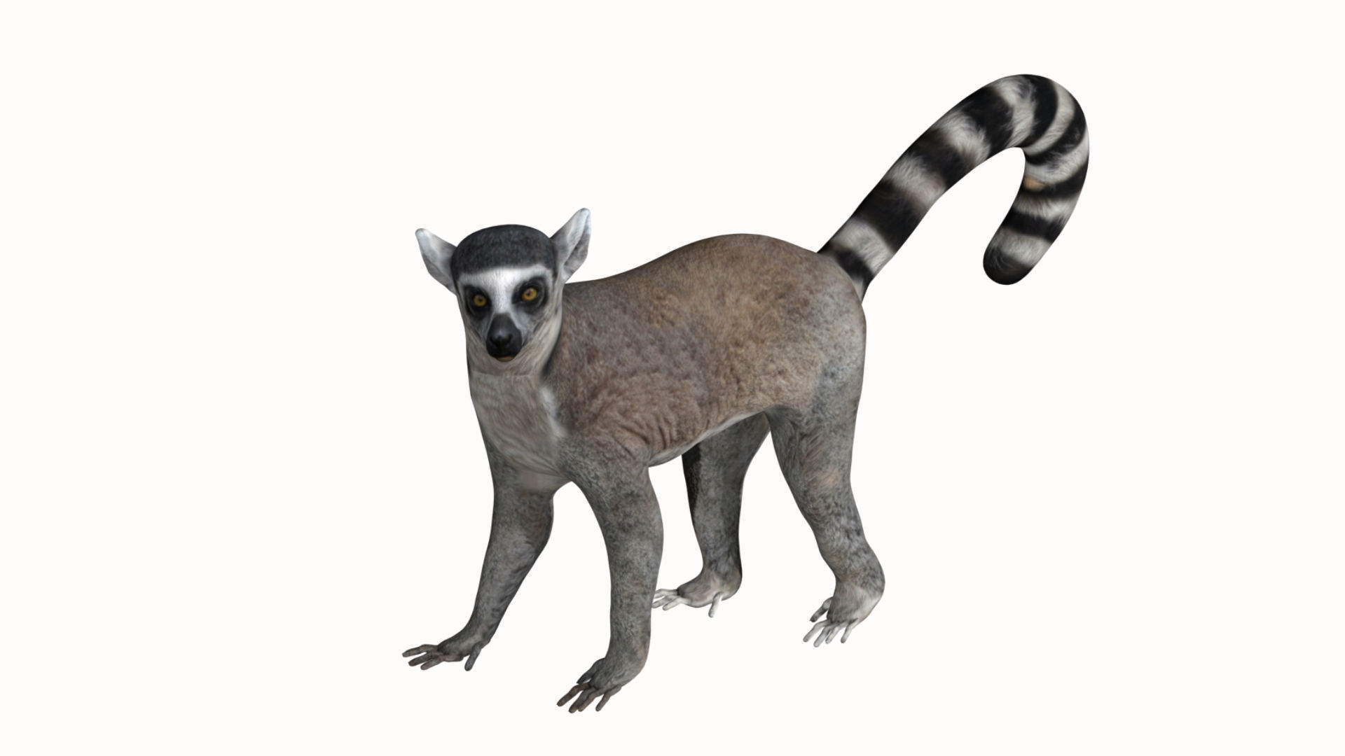 Lemur ring tailed Low-poly 3D model_4