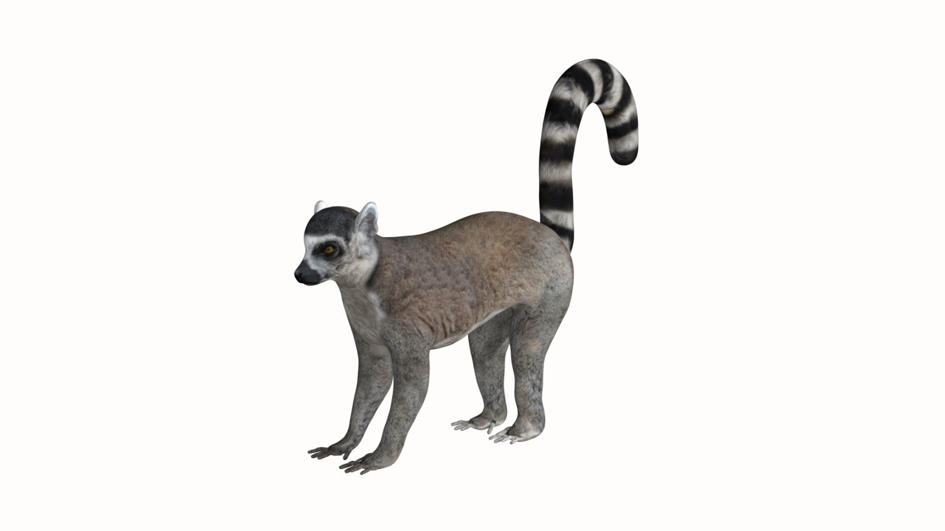 Lemur ring tailed Low-poly 3D model_1