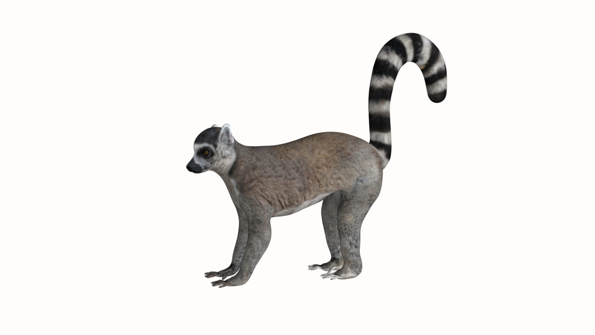 Lemur ring tailed Low-poly 3D model_2