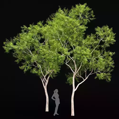 Ghost Gum 2 Trees Corymbia Aparrerinja 3D model
