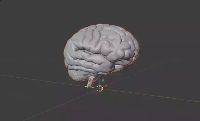 brain model Free 3D model