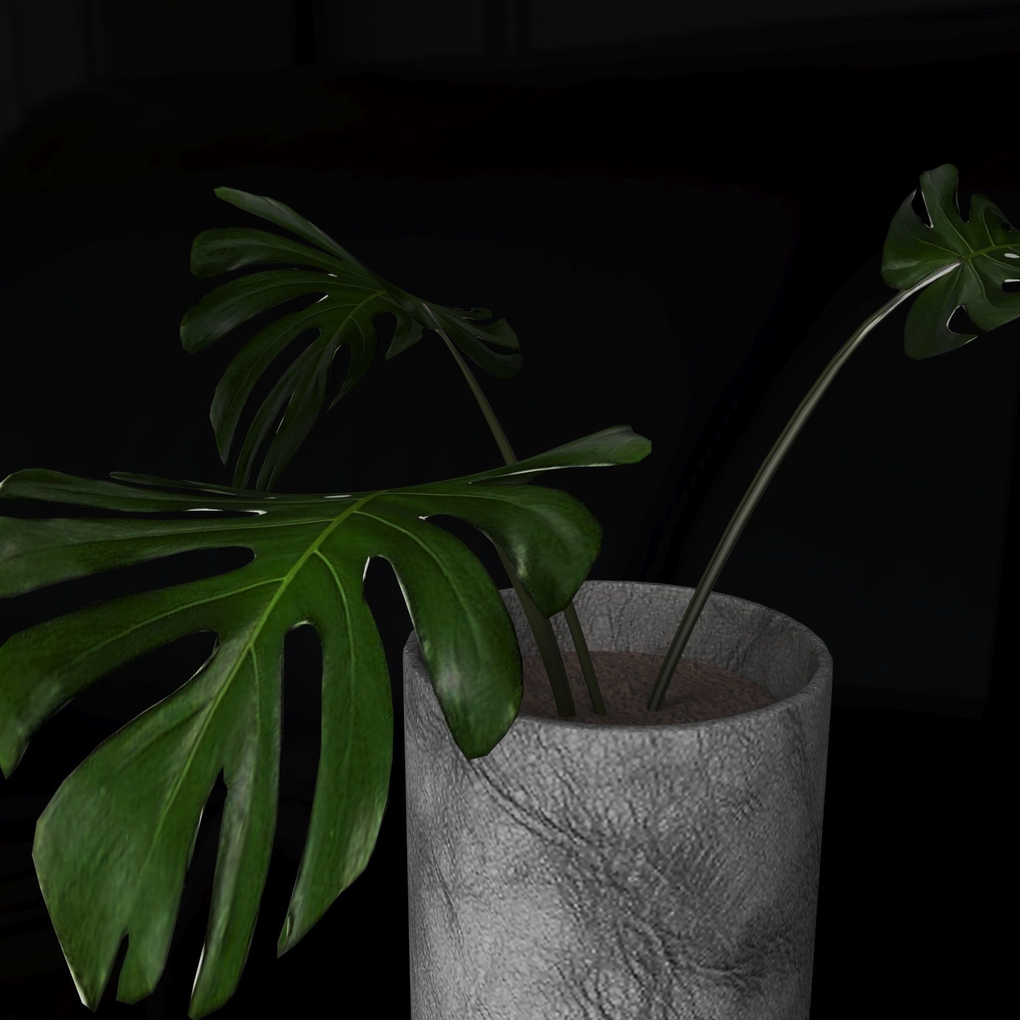3d model Manstera plant in concrete pot 3D model_4