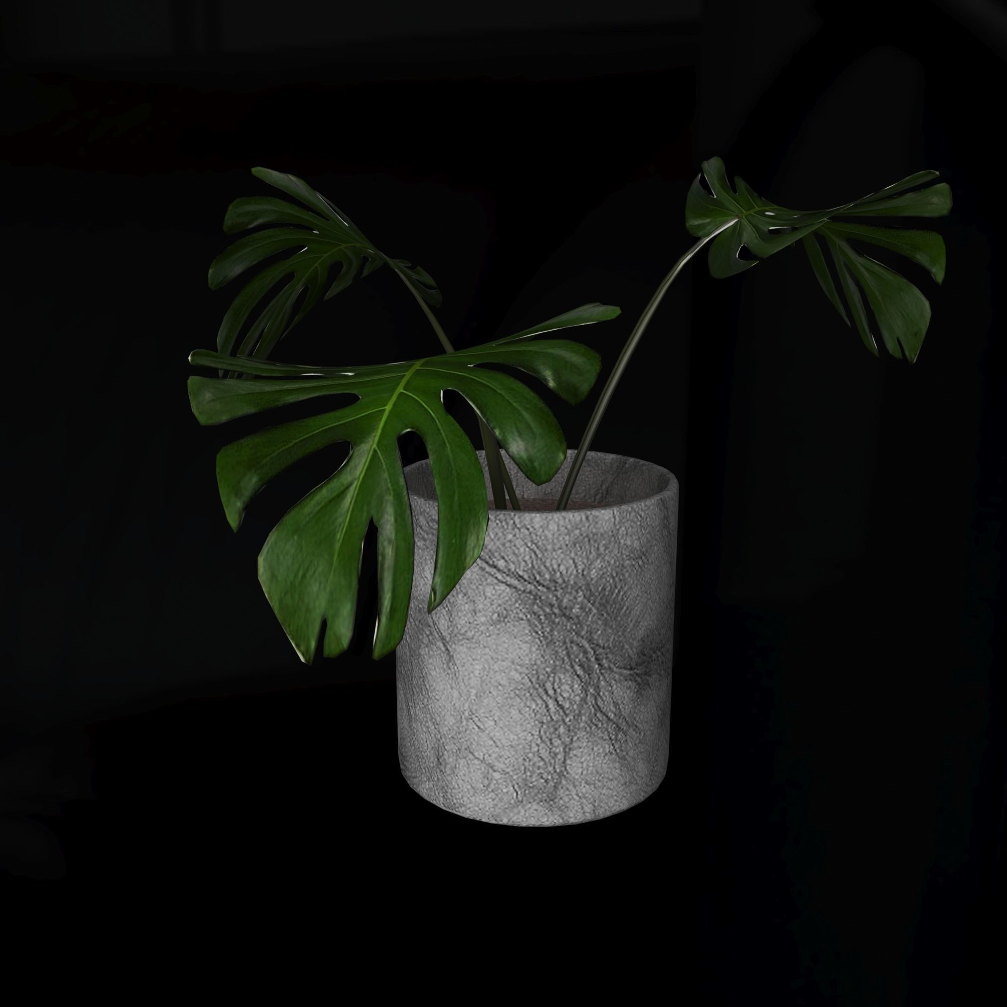 3d model Manstera plant in concrete pot 3D model_5