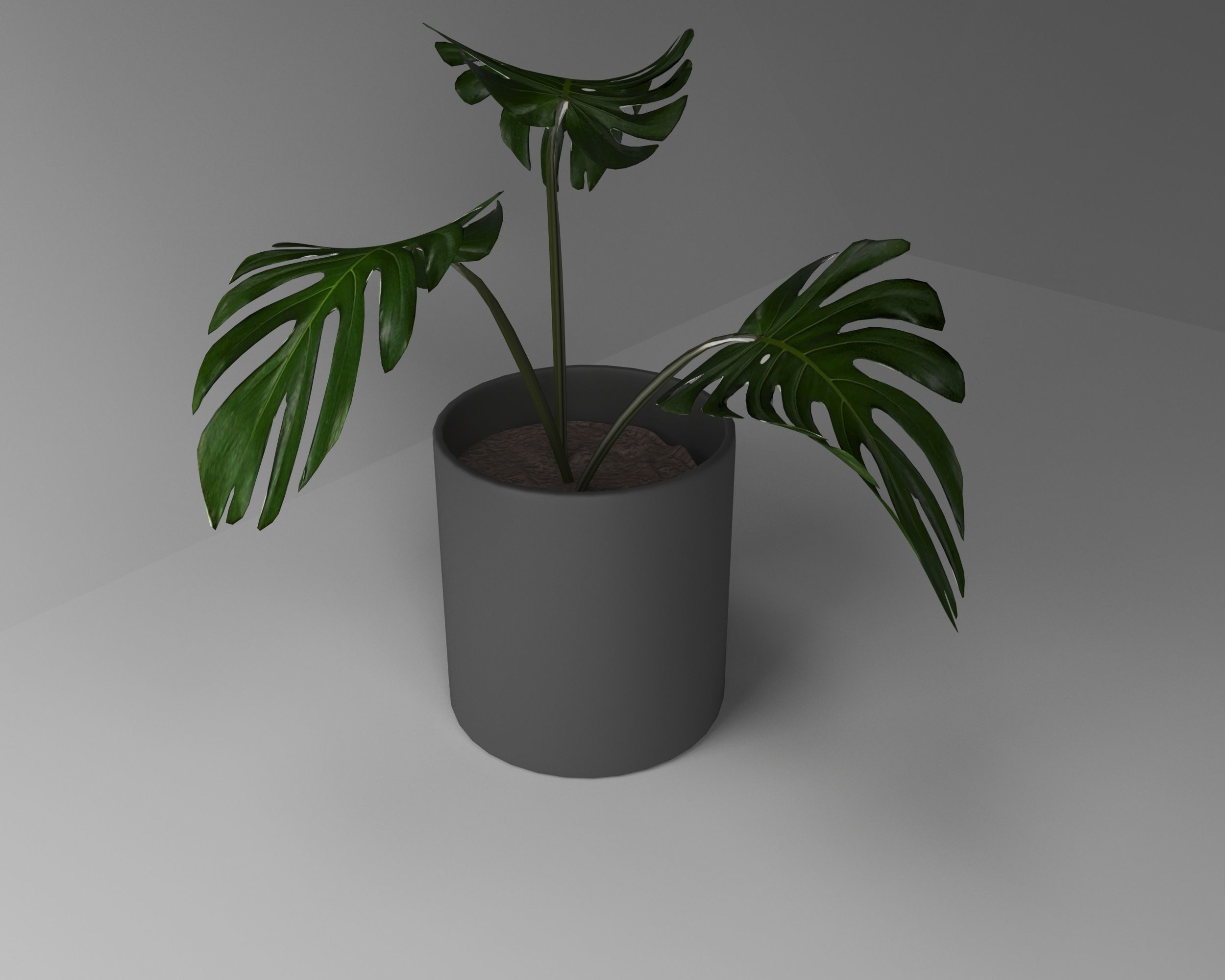 3d model Manstera plant in concrete pot 3D model_2