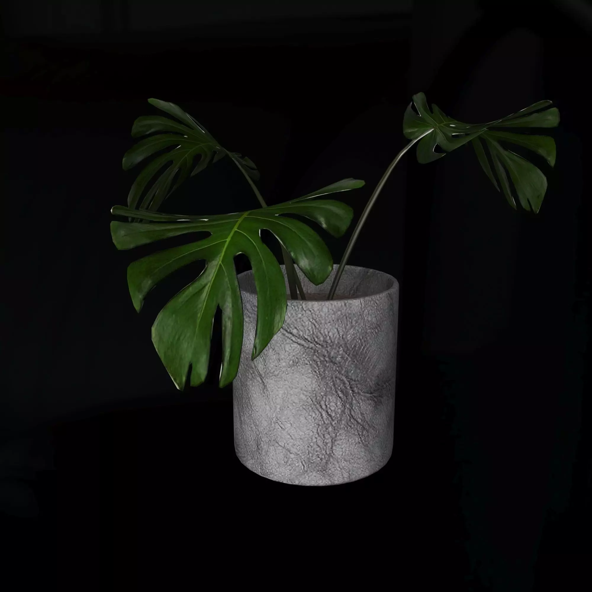 3d model Manstera plant in concrete pot 3D model_0