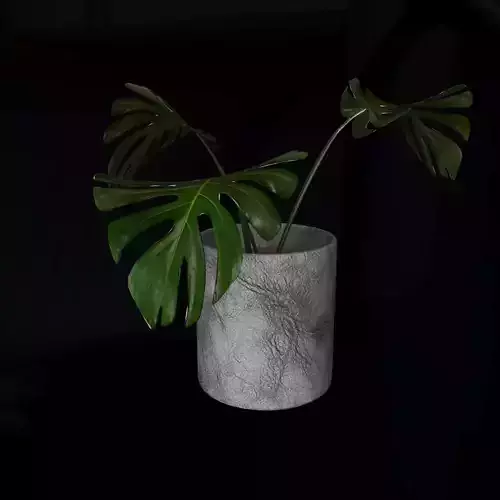 3d model Manstera plant in concrete pot