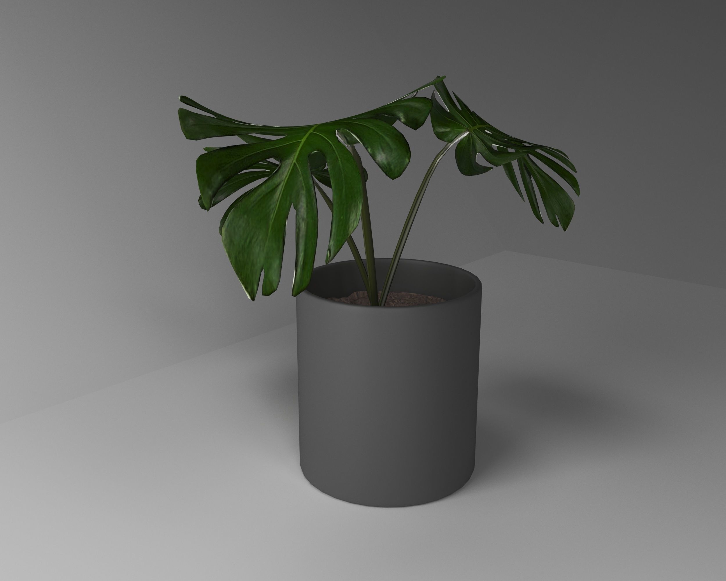 3d model Manstera plant in concrete pot 3D model_1