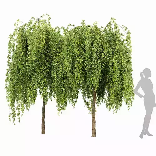 Weeping Mulberry Bagged Ornamental Chaparral 3D model