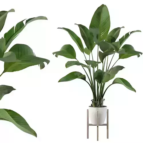 Strelitzia in white pot 3D model