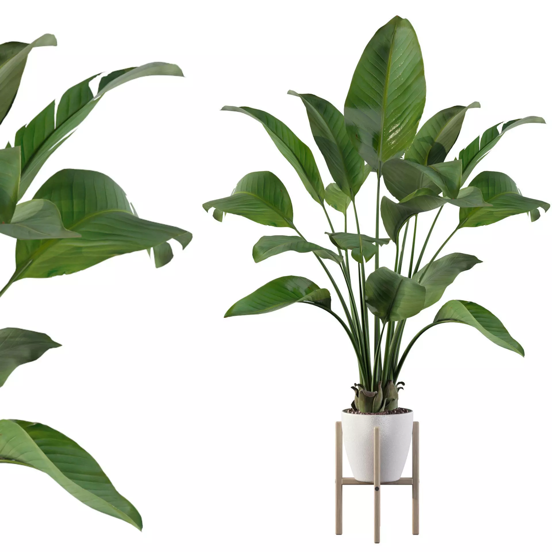 Strelitzia in white pot 3D model