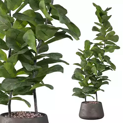 Ficus Lyrata in black pot 3D model