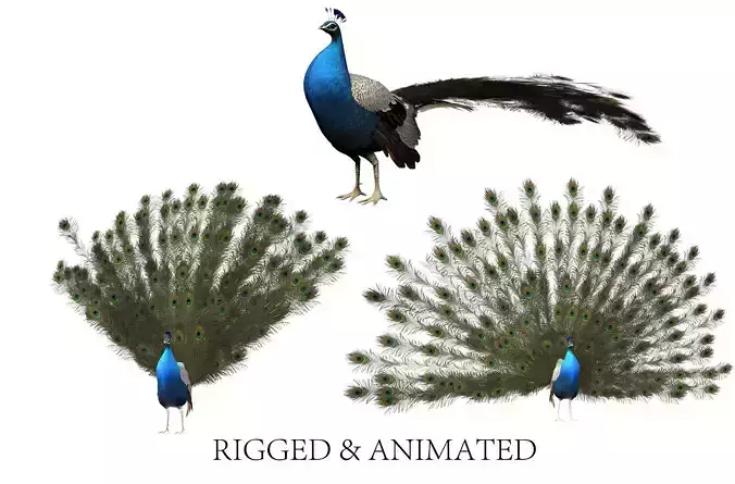 aniamted peacock peafowl 3D model