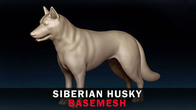 Siberian Husky Base Mesh 3D model