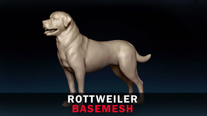 Rottweiler Base Mesh 3D model