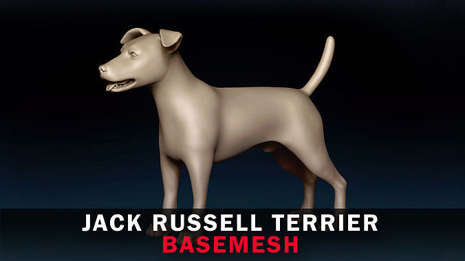 Jack Russell Terrier Base Mesh 3D model