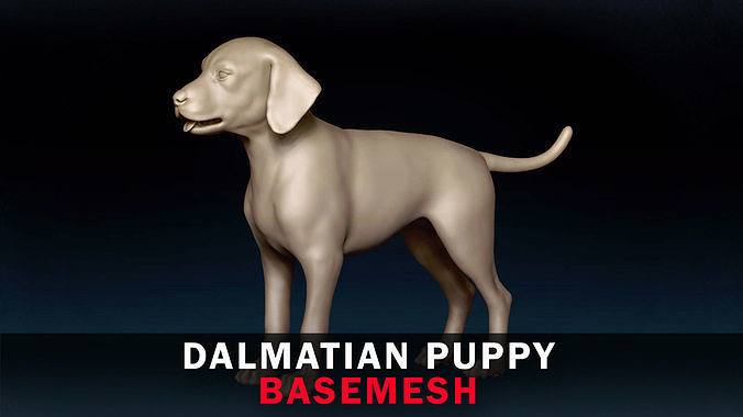 Dalmatian Puppy Base Mesh 3D model