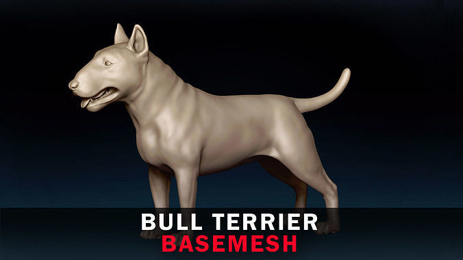 Bull Terrier Base Mesh 3D model