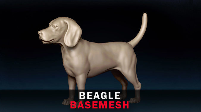 Beagle Base Mesh 3D model