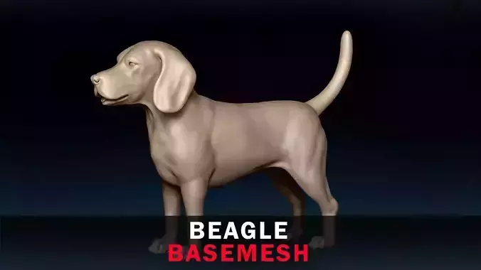 Beagle Base Mesh 3D model