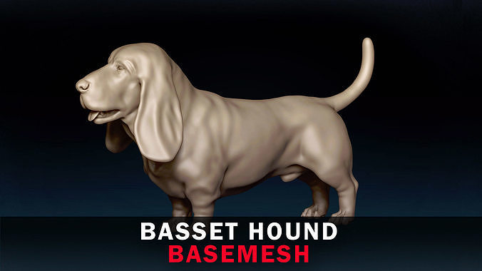 Basset Hound Base Mesh 3D model