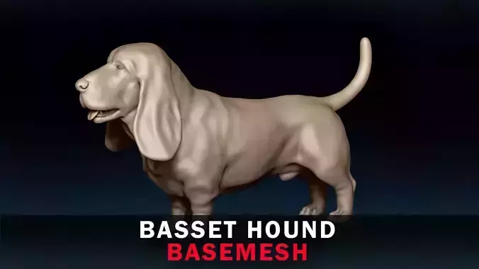 Basset Hound Base Mesh 3D model