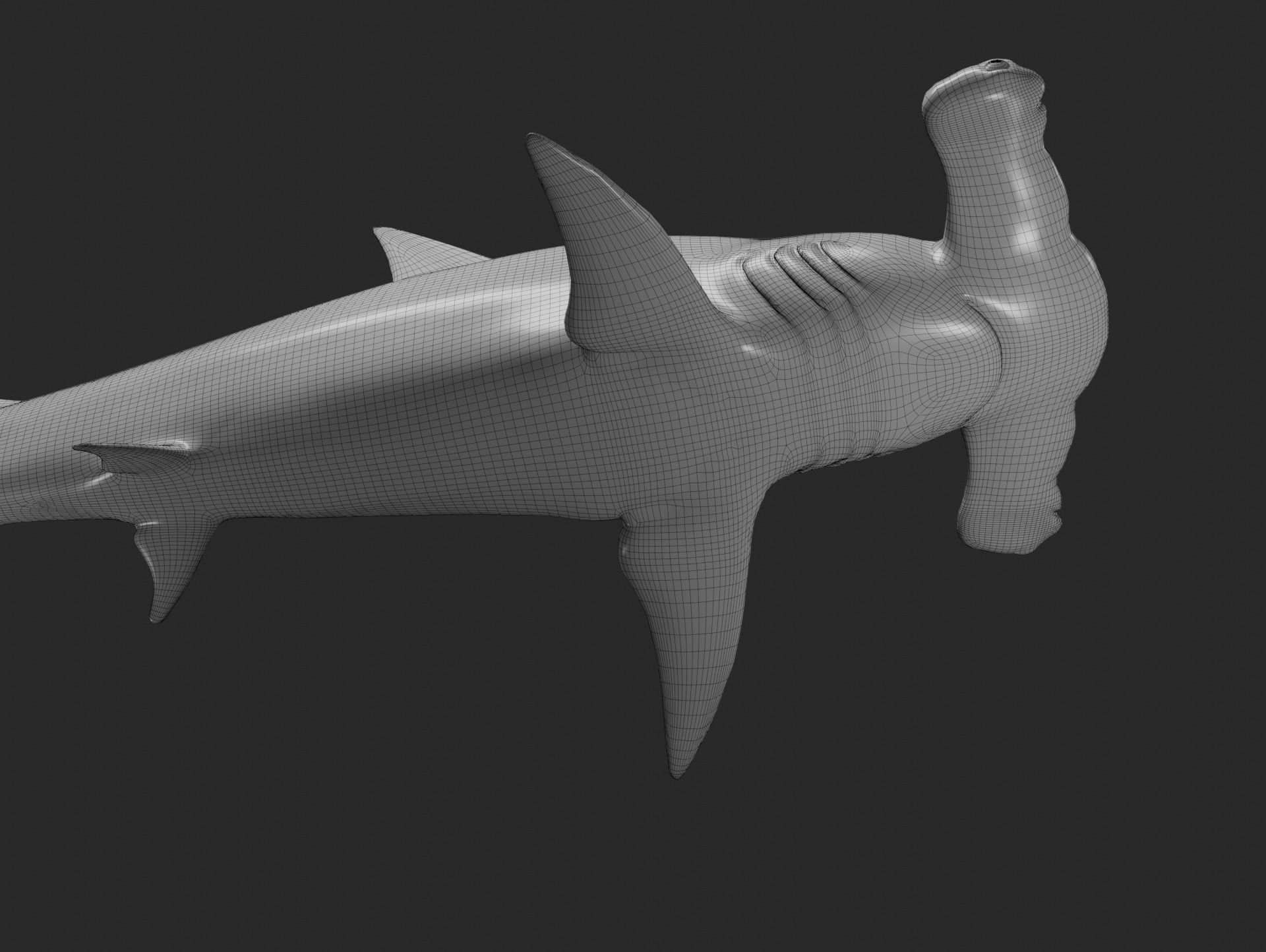 hammerhead shark base mesh obj 3D model_6