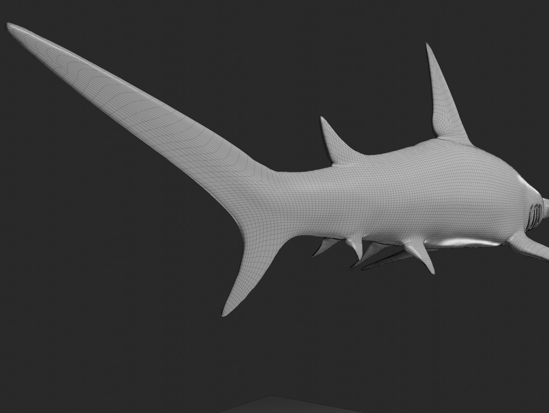 hammerhead shark base mesh obj 3D model_3