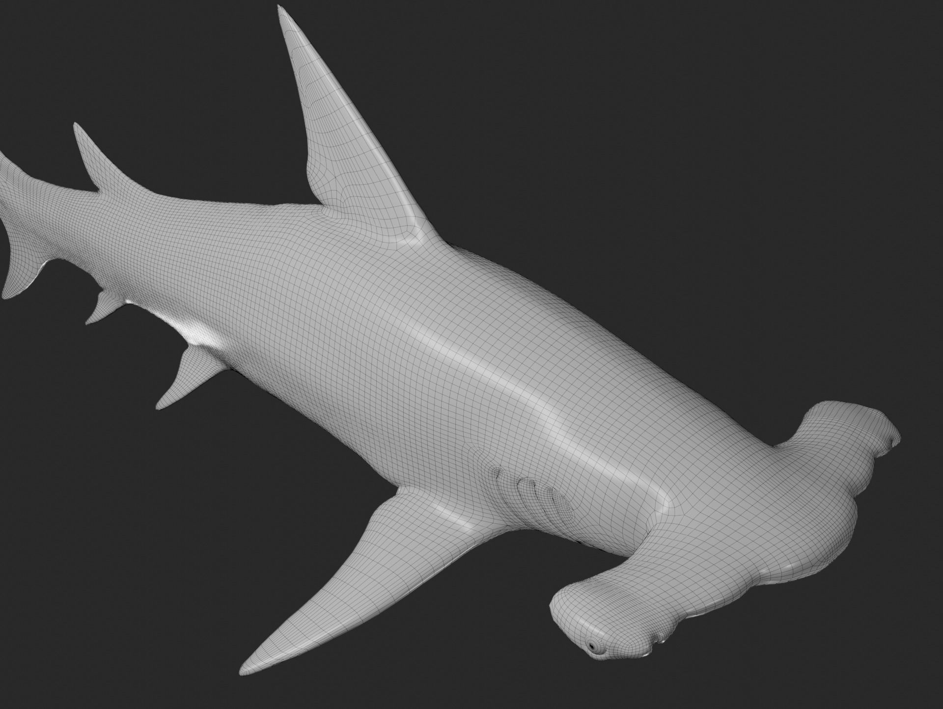 hammerhead shark base mesh obj 3D model_7