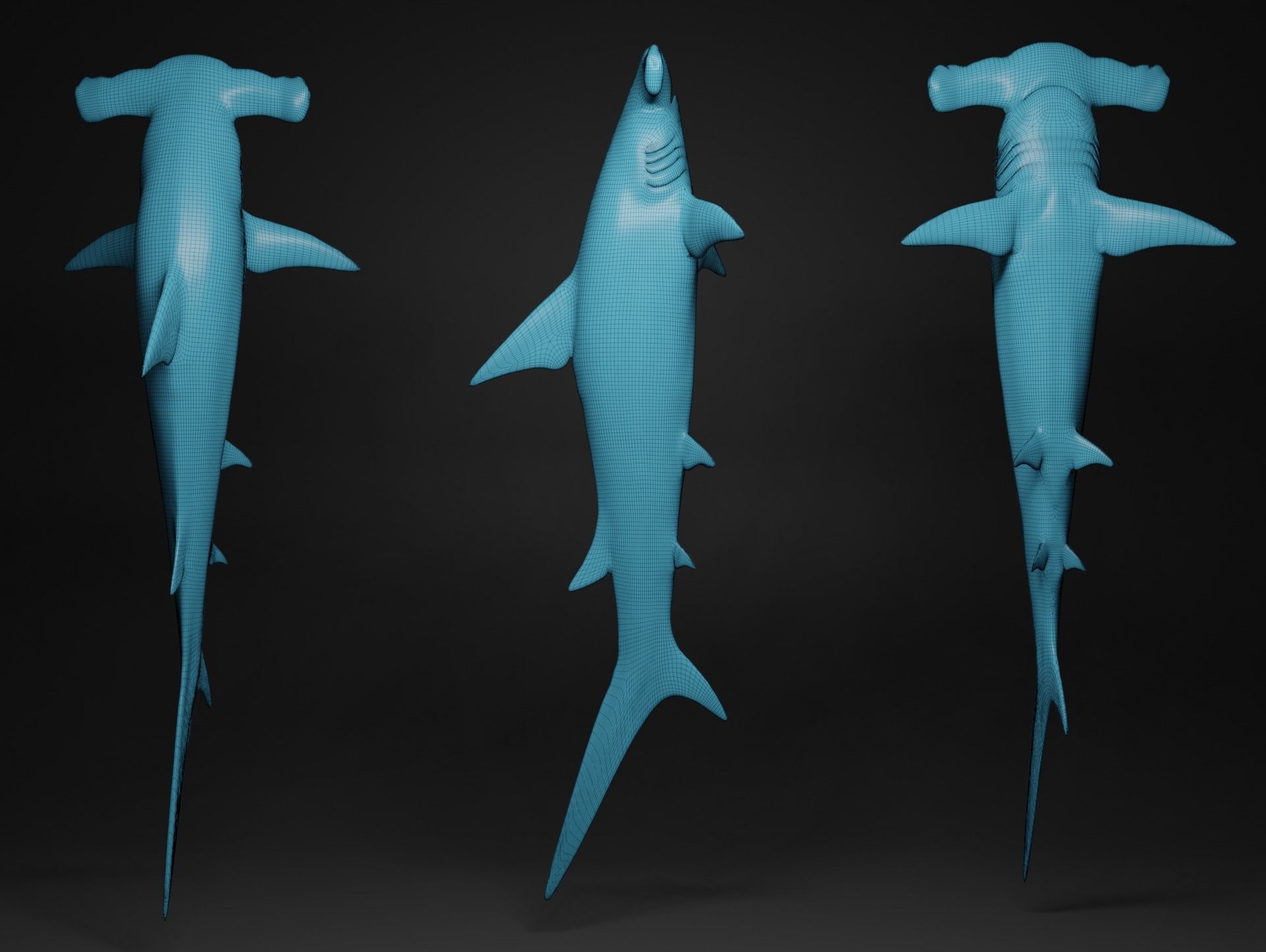 hammerhead shark base mesh obj 3D model_1