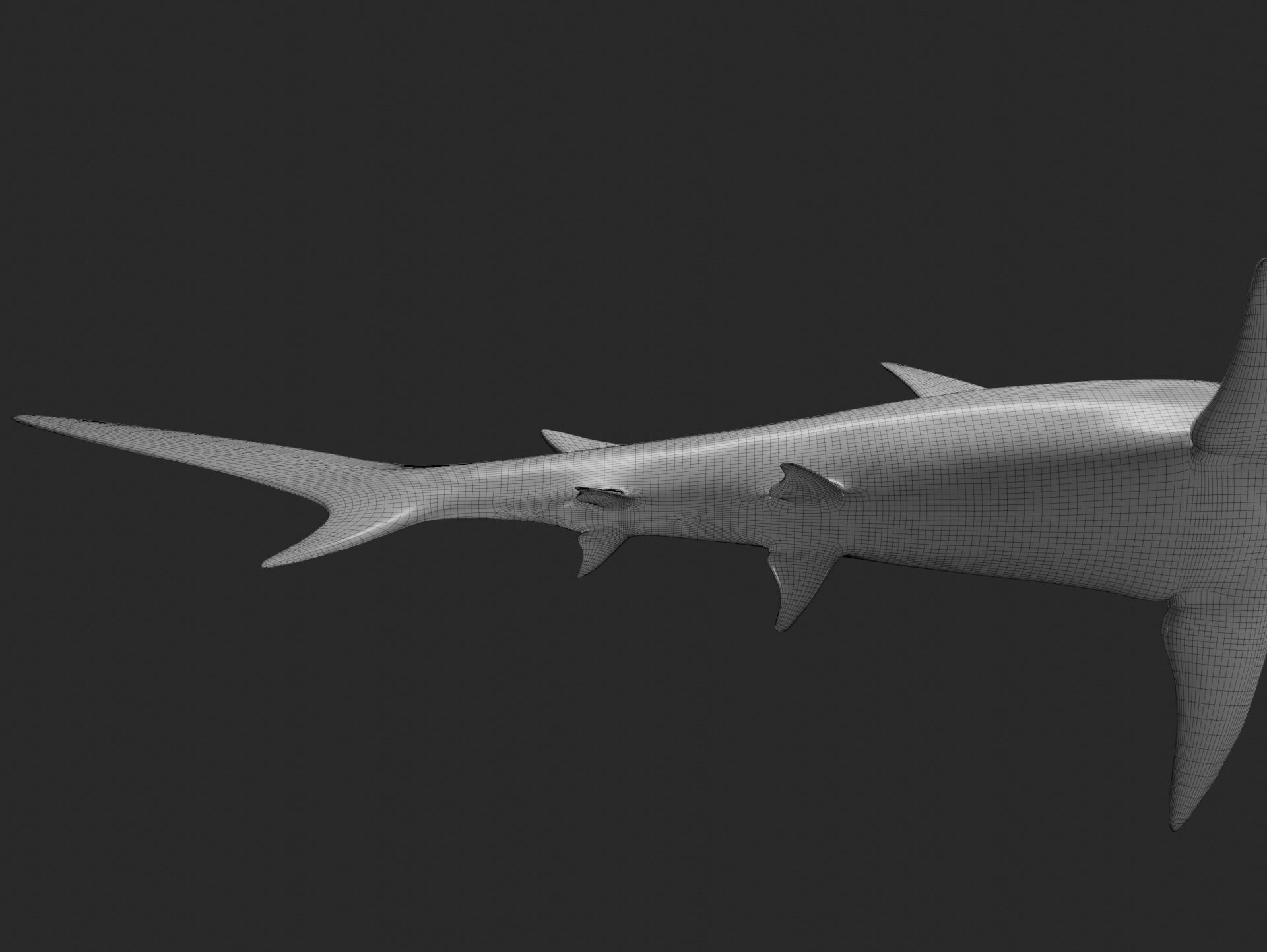 hammerhead shark base mesh obj 3D model_5