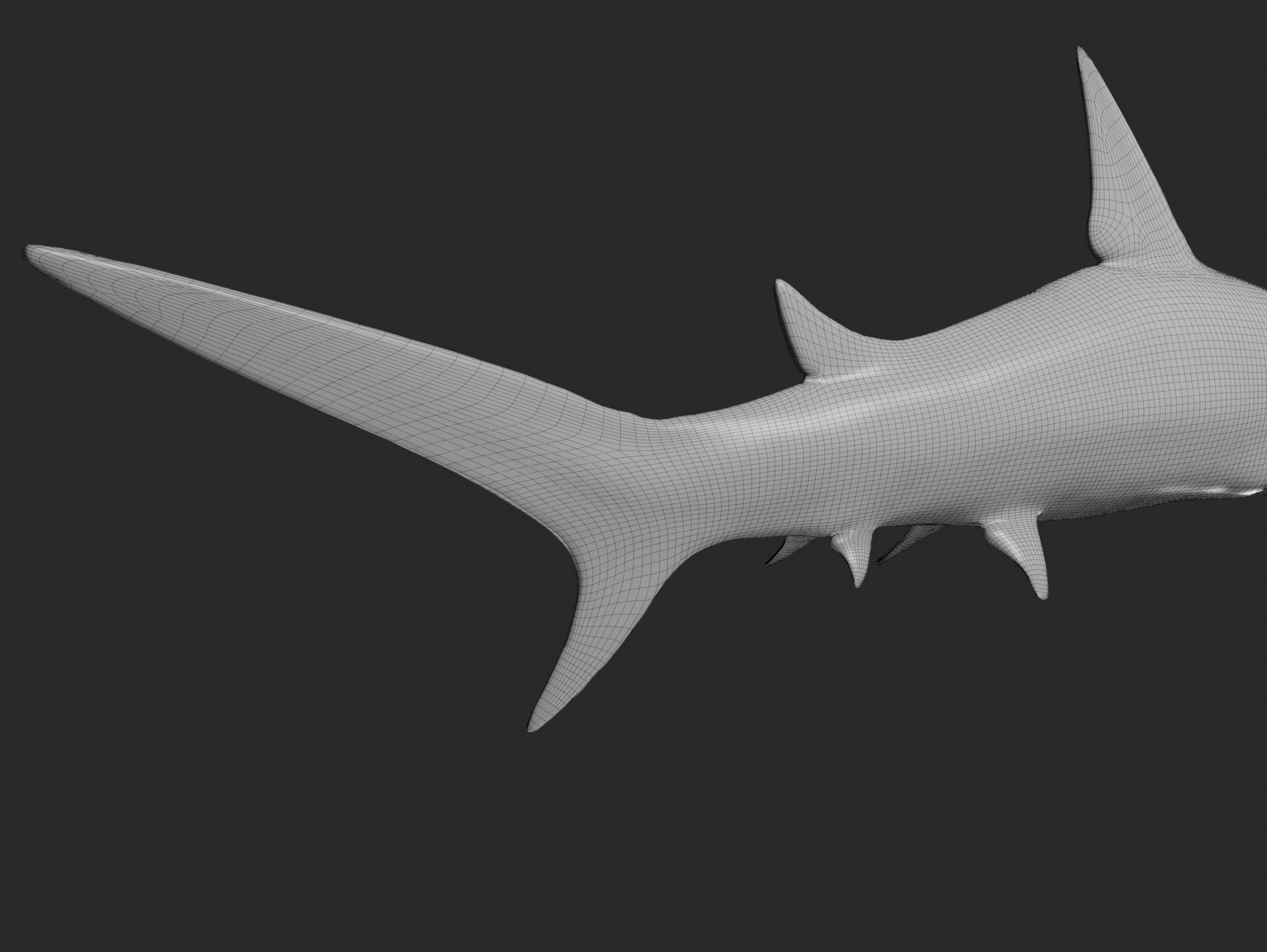 hammerhead shark base mesh obj 3D model_8