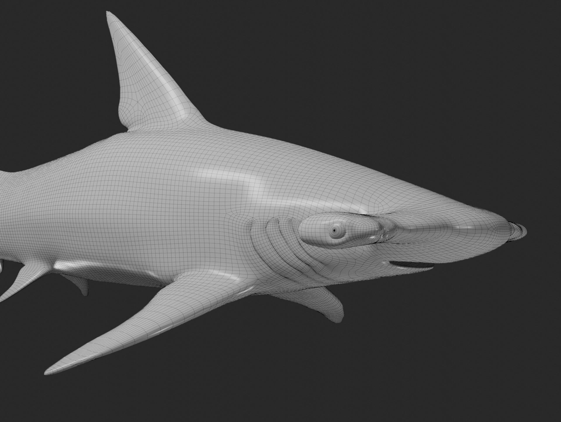 hammerhead shark base mesh obj 3D model_2