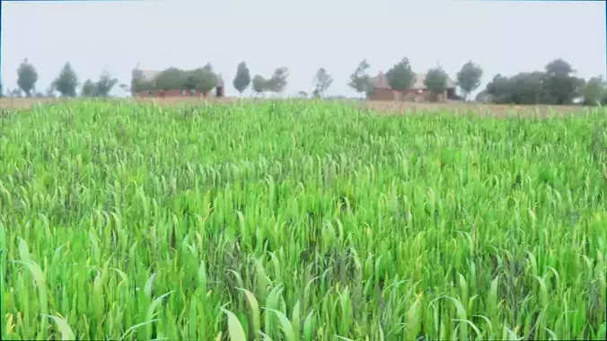 Grass 2 - Medium Grass